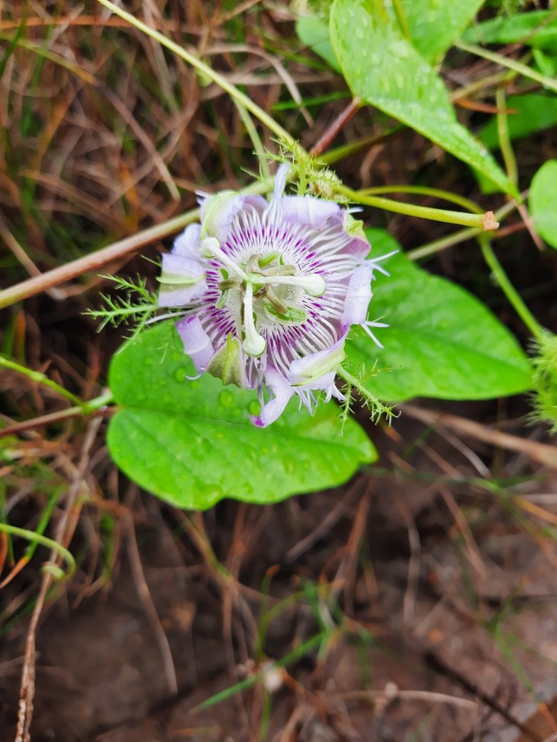 Passiflora subintegra photo 7