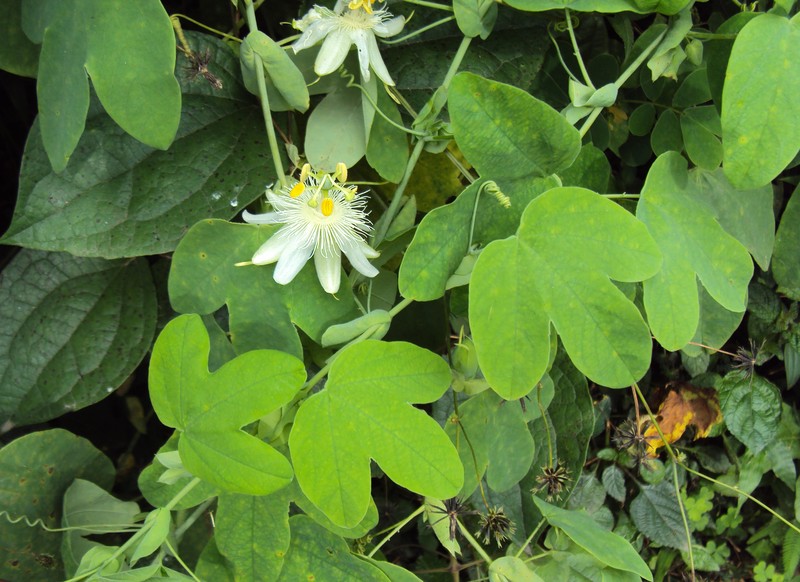 White Passionflower