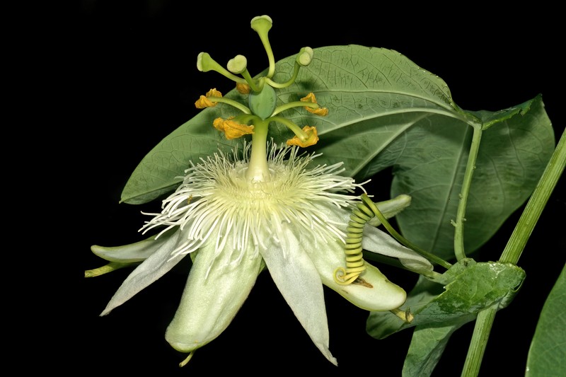 White Passionflower photo 2