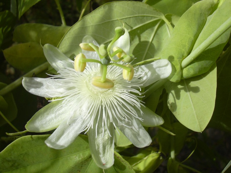 White Passionflower photo 4