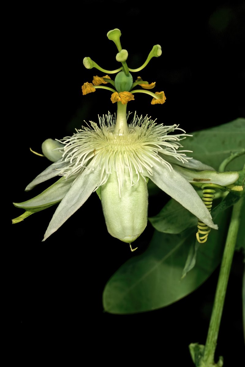 White Passionflower photo 7