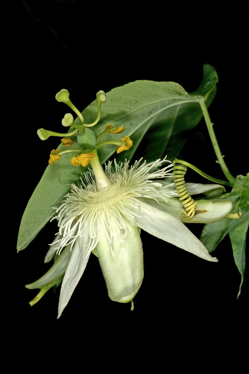 White Passionflower photo 8