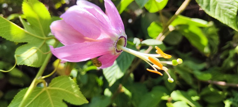 Banana Passionflower photo 2