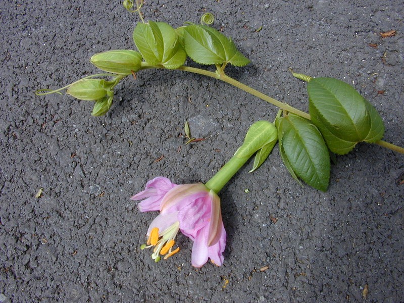 Banana Passionflower photo 3