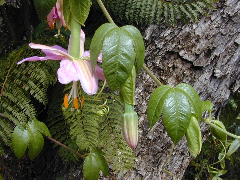 Banana Passionflower photo 4