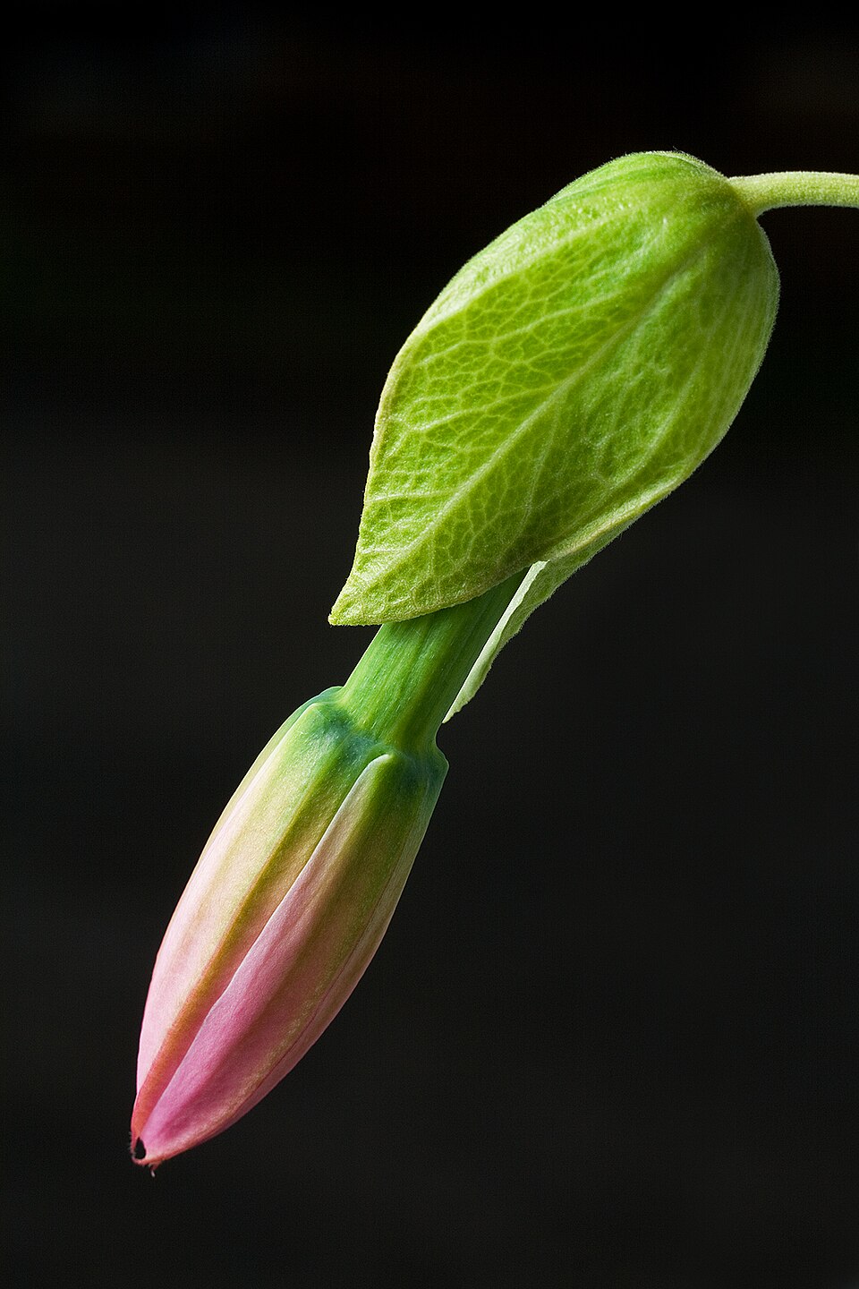 Banana Passionflower photo 6