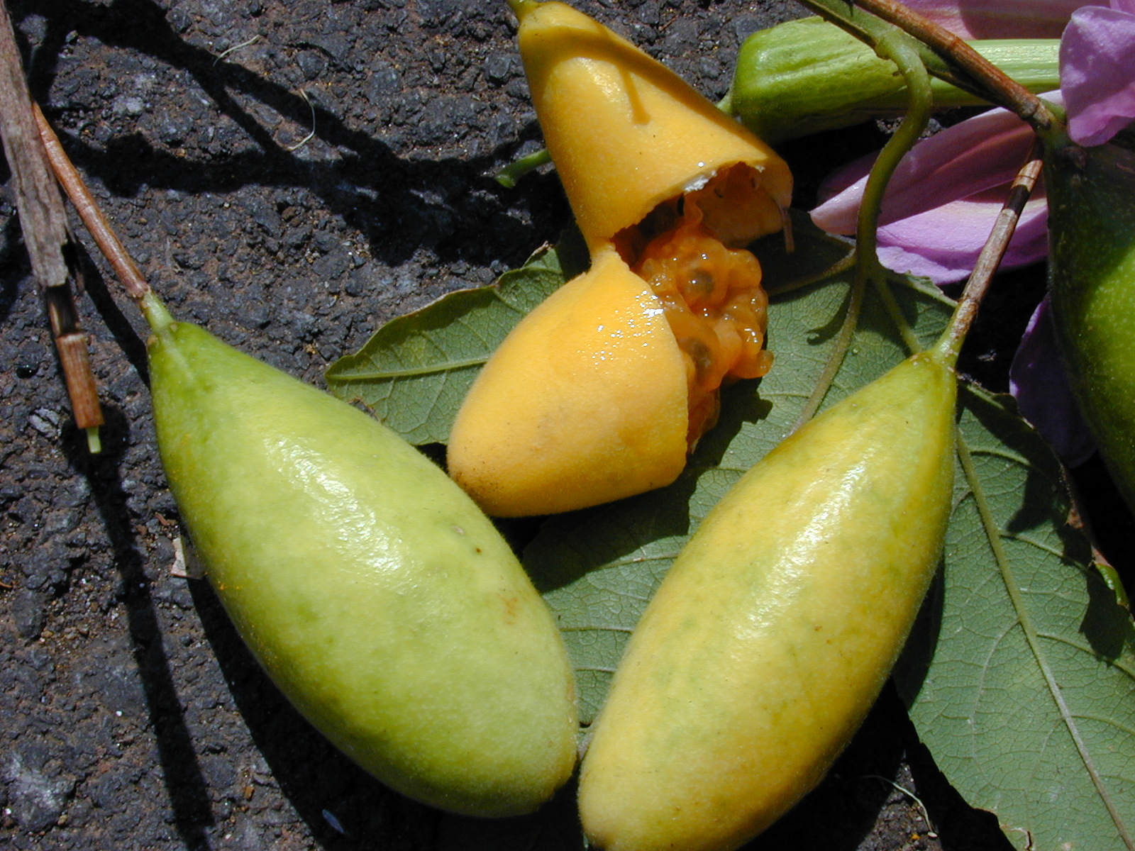 Banana Passionflower photo 7