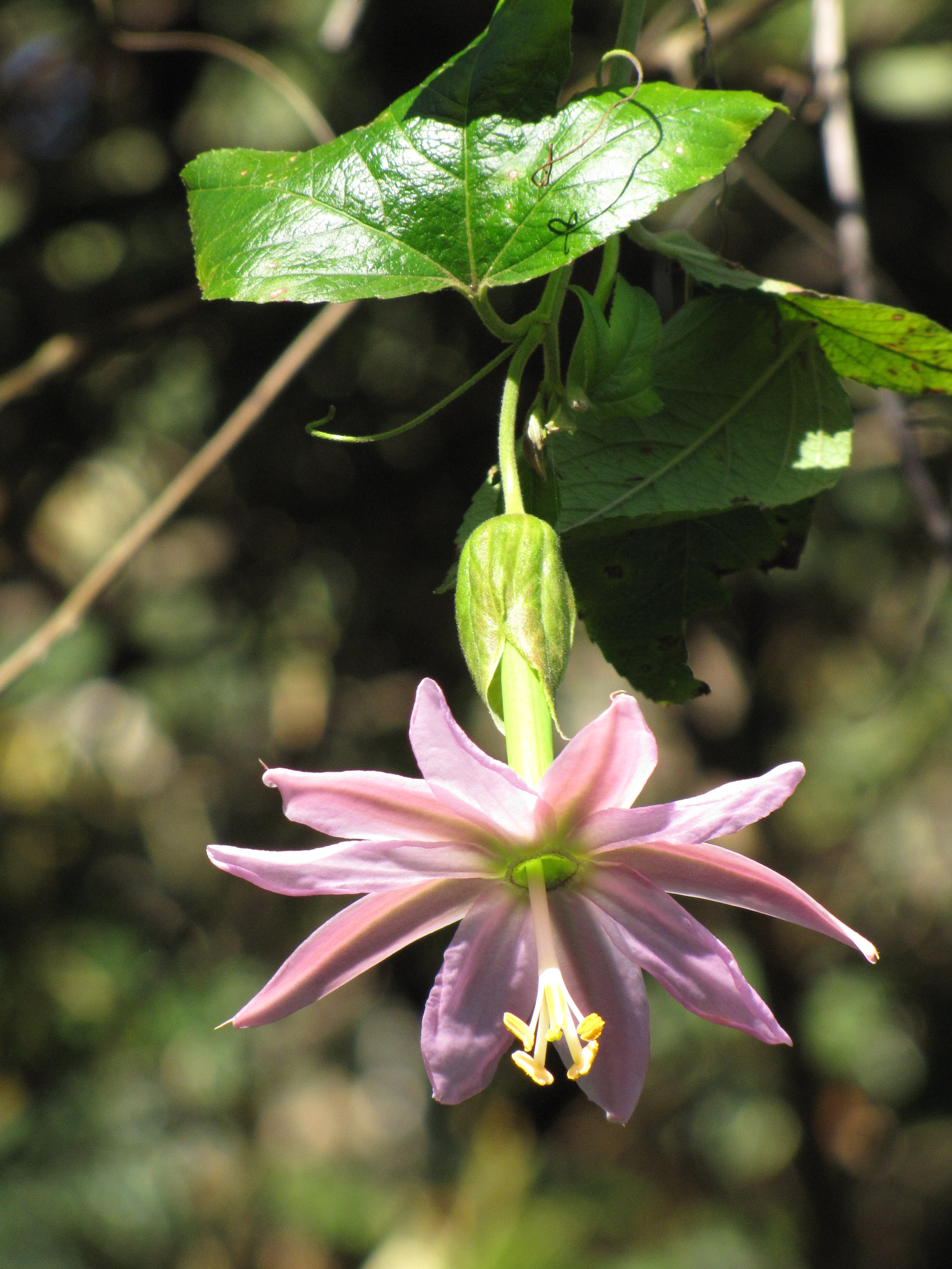 Banana Passionflower