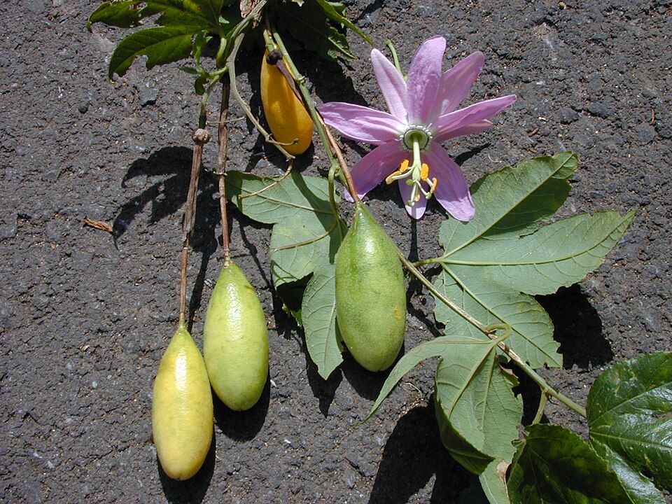 Banana Passionflower photo 8