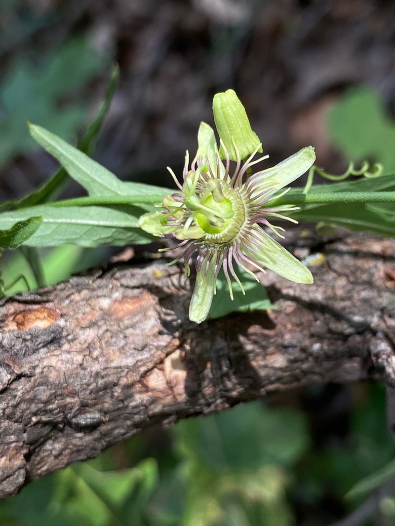 Birdwing Passionflower photo 5