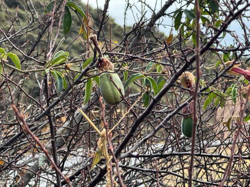Passiflora trifoliata var. trifoliata photo 2