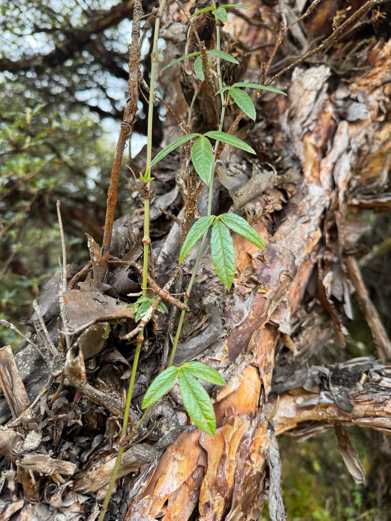 Passiflora trifoliata var. trifoliata photo 3