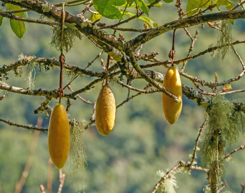 Banana Poka