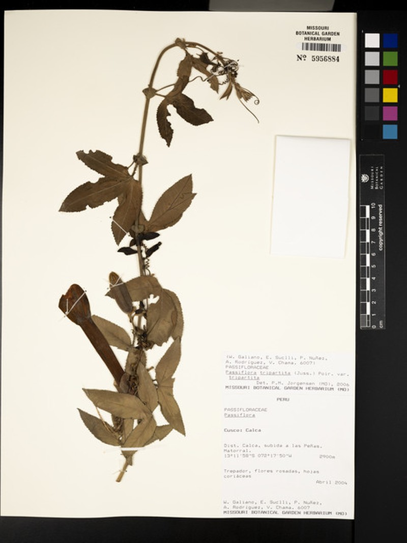 Passiflora tripartita var. tripartita