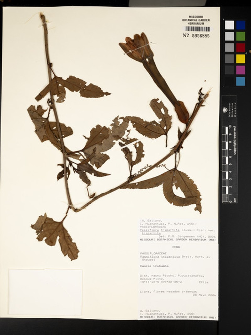 Passiflora tripartita var. tripartita photo 2