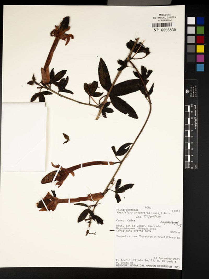 Passiflora tripartita var. tripartita photo 3