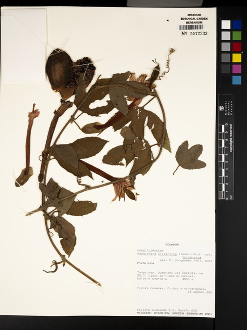 Passiflora tripartita var. tripartita photo 4