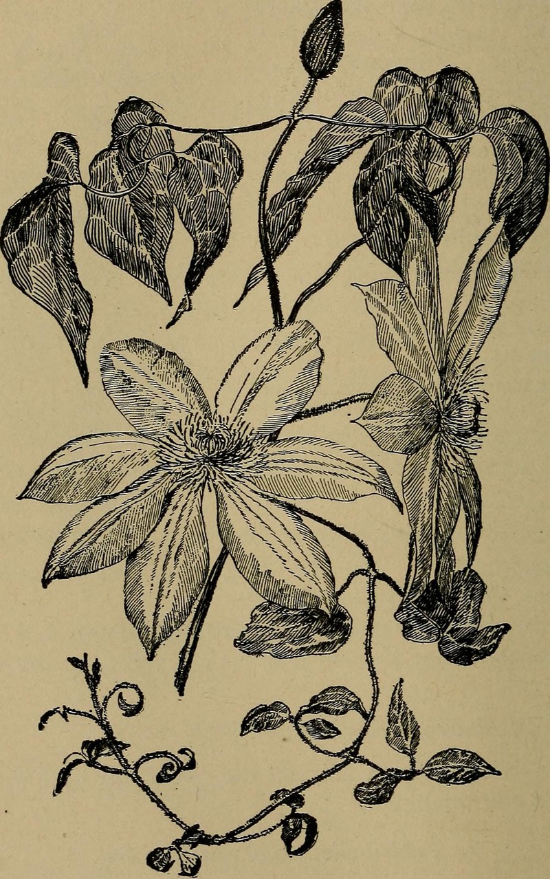 Tuberous Passionflower photo 2