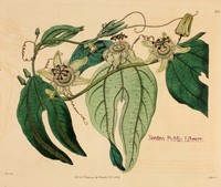 Tuberous Passionflower