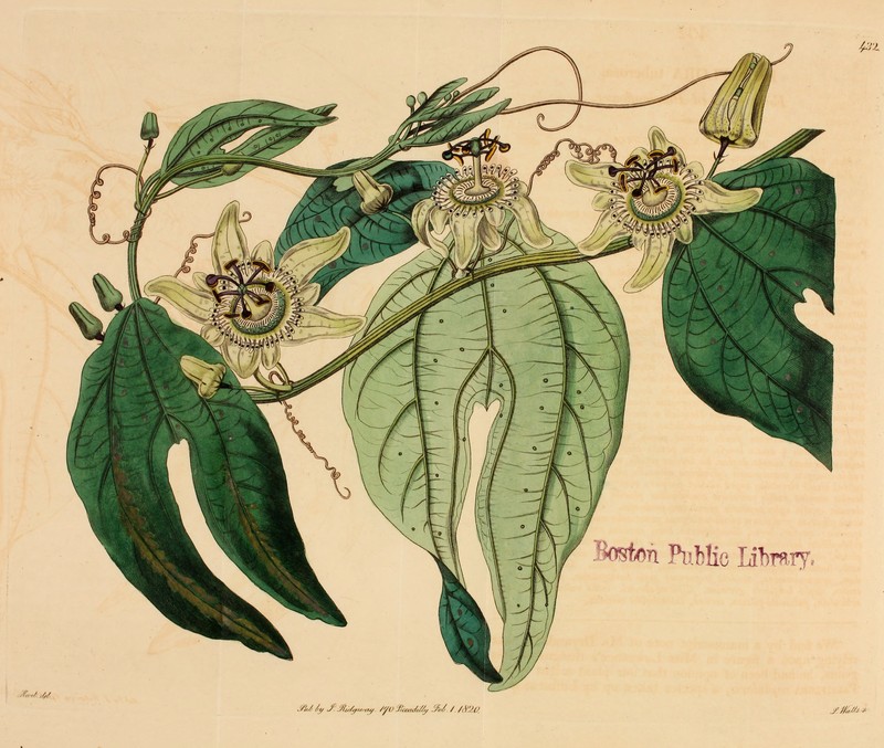 Tuberous Passionflower