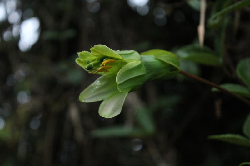 Passiflora unipetala