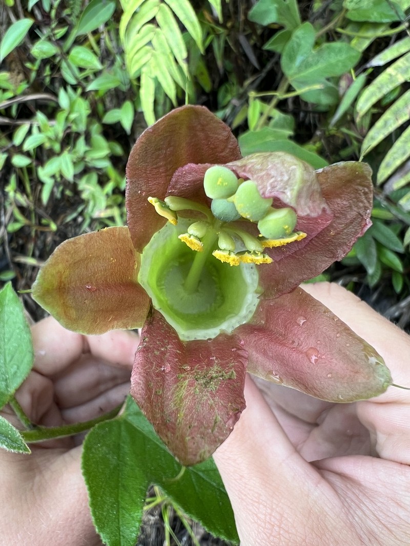 Passiflora unipetala photo 2
