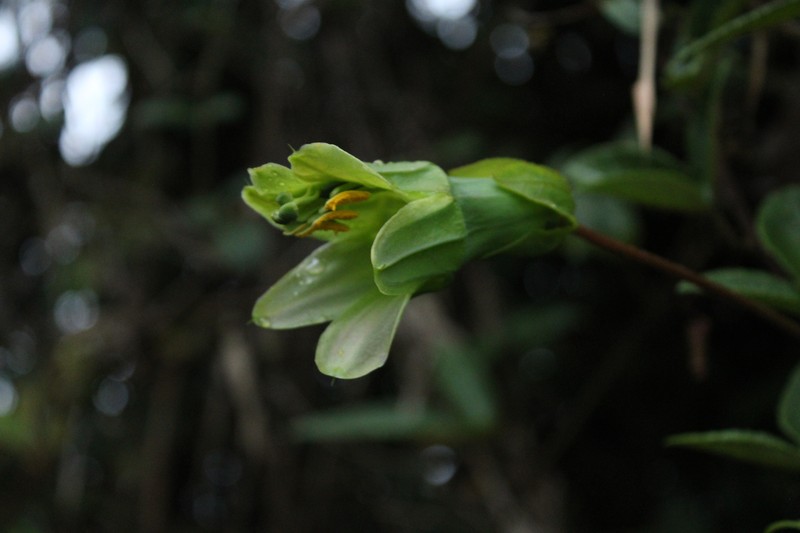 Passiflora unipetala photo 3