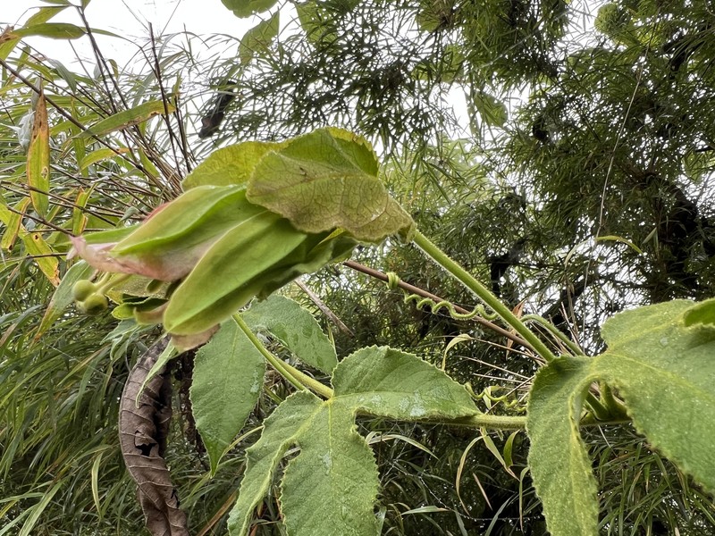 Passiflora unipetala photo 4