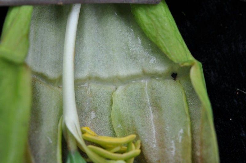 Passiflora unipetala photo 5