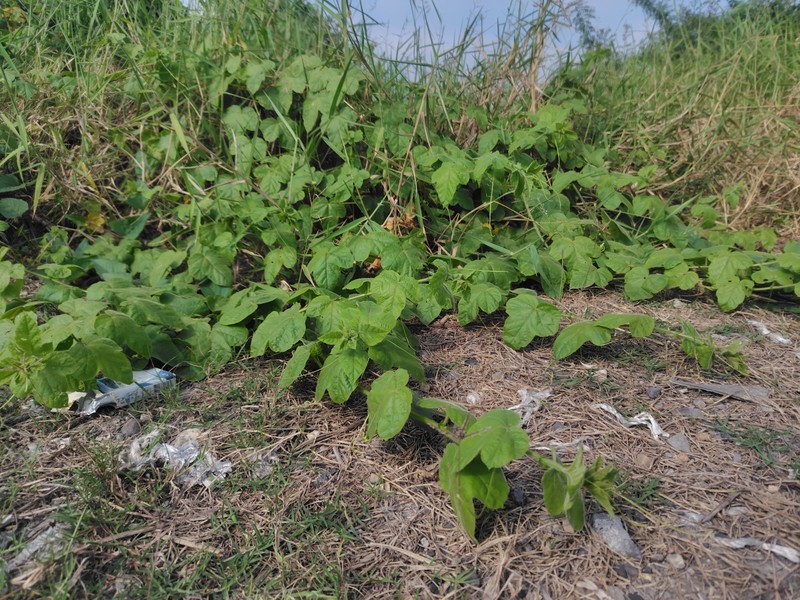Passiflora vesicaria var. vesicaria photo 2