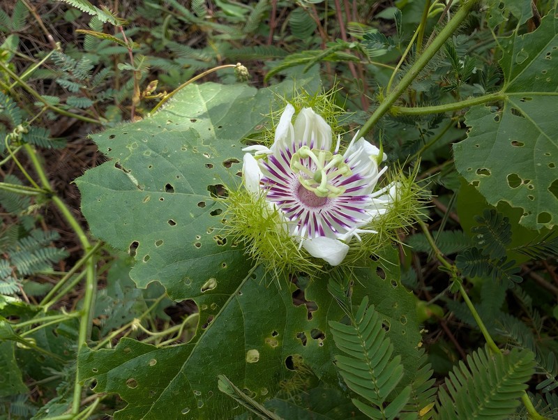 Passiflora vesicaria var. vesicaria photo 3