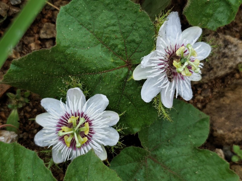 Passiflora vesicaria var. vesicaria photo 5