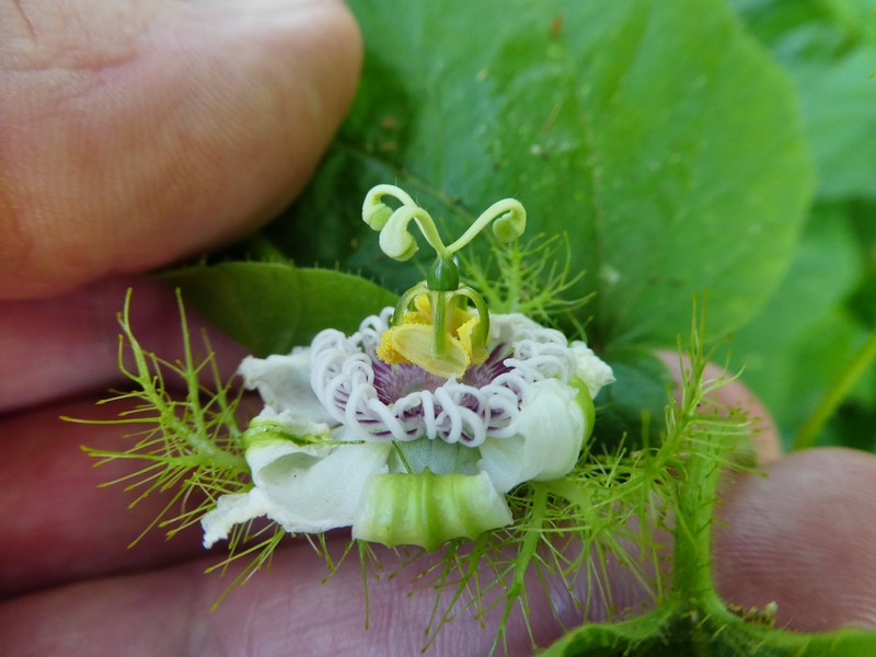 Passiflora vesicaria var. vesicaria