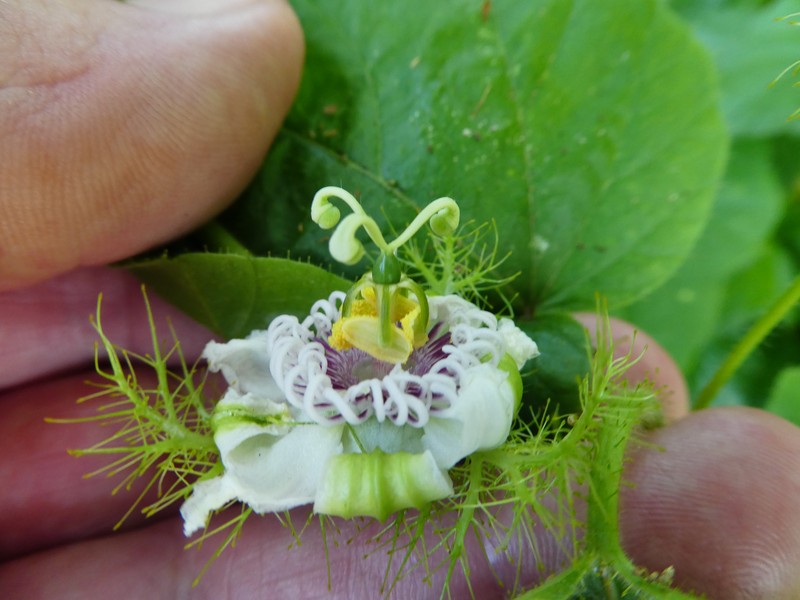 Passiflora vesicaria var. vesicaria photo 6