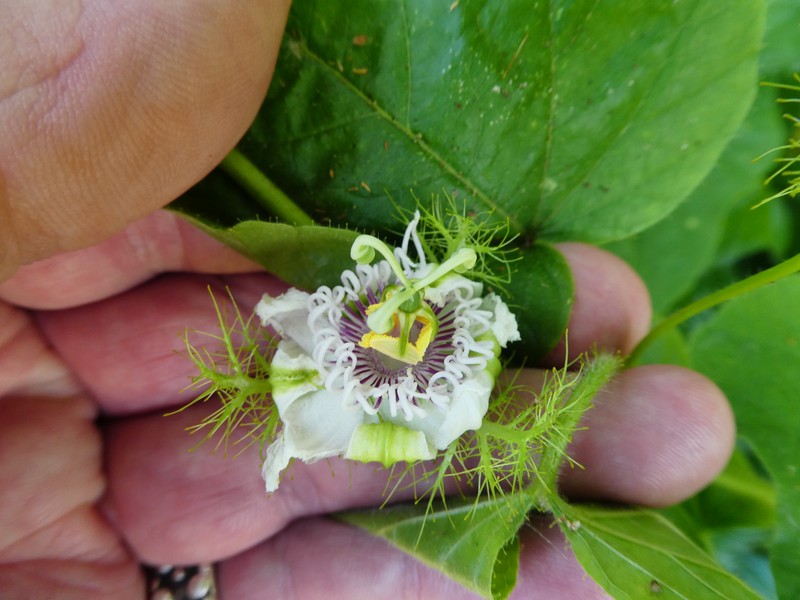 Passiflora vesicaria var. vesicaria photo 7