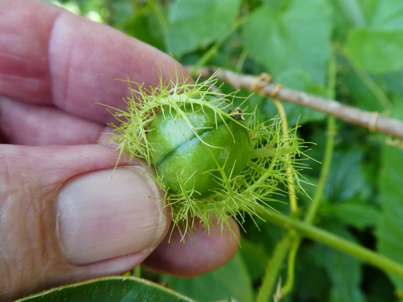 Passiflora vesicaria var. vesicaria photo 8