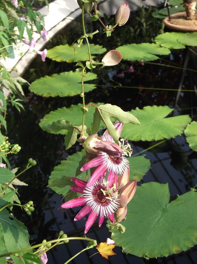 Violet Passionflower photo 4