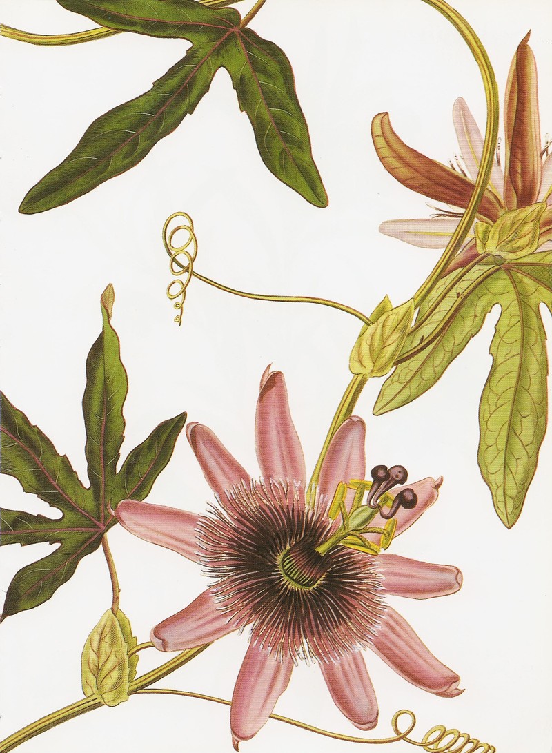 Violet Passionflower photo 3