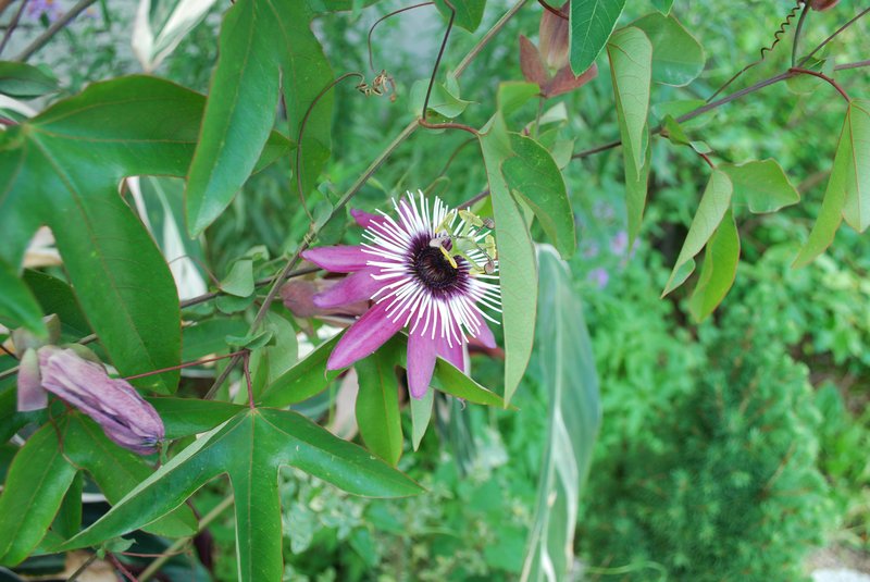 Violet Passionflower photo 5