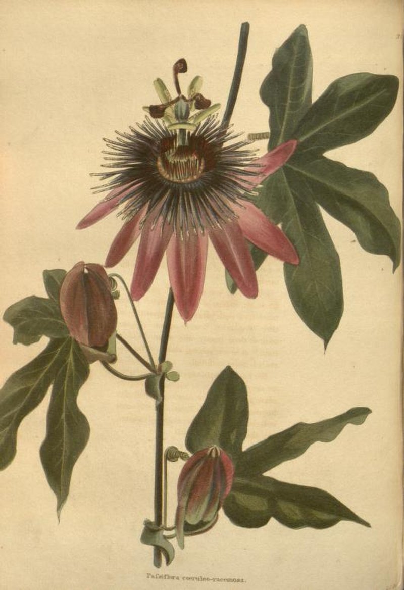 Violet Passionflower photo 6
