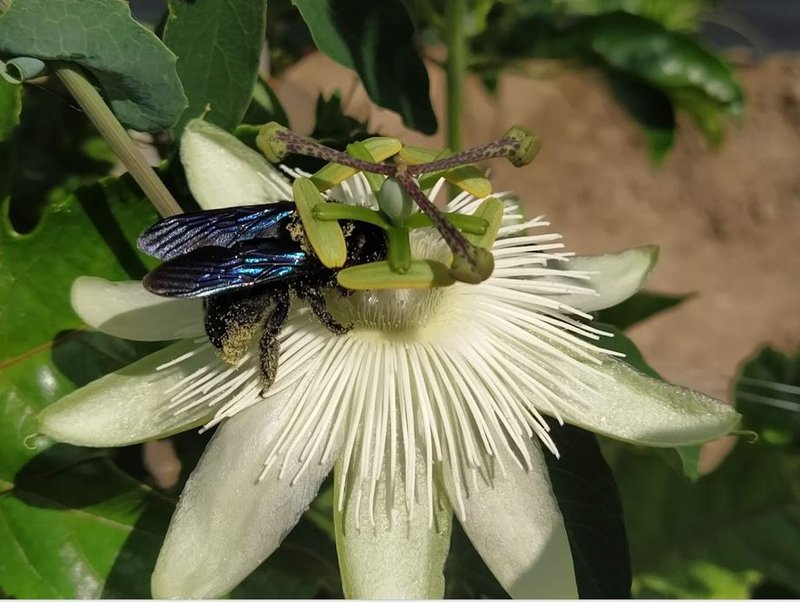 Violet Passionflower photo 7