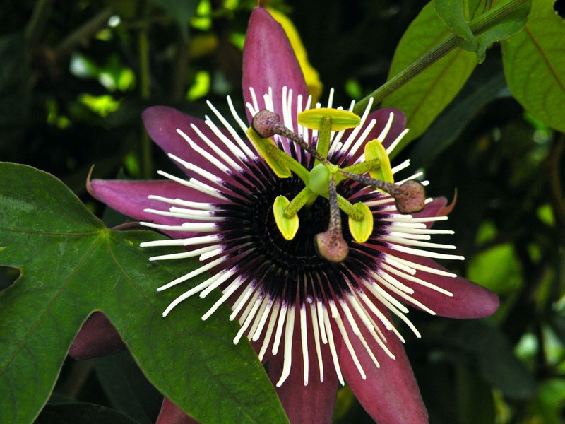 Violet Passionflower