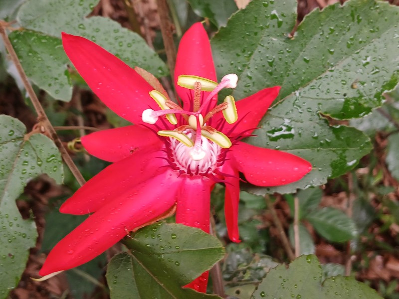 Perfumed Passionflower photo 4