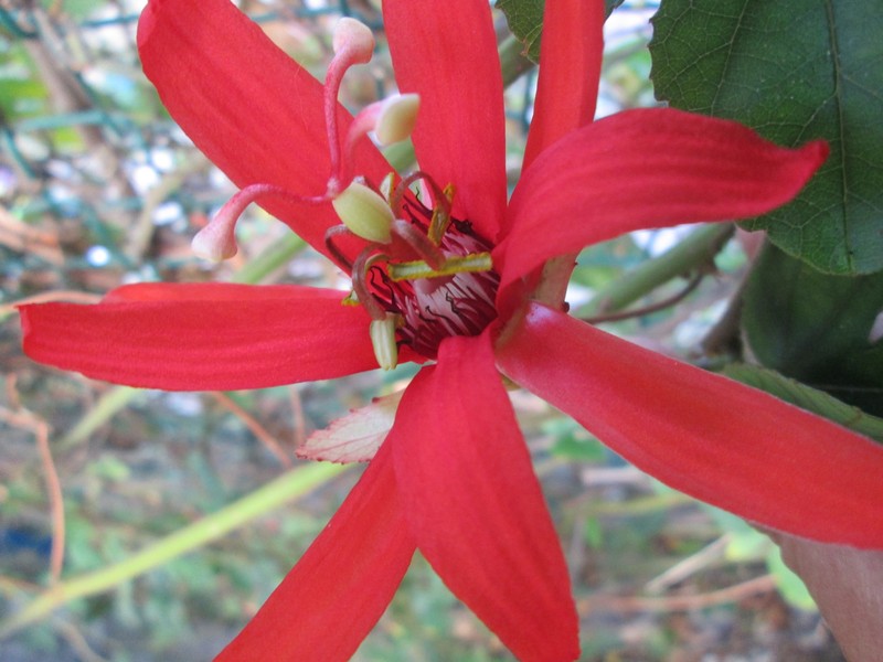 Perfumed Passionflower photo 2