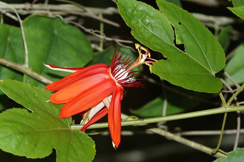 Perfumed Passionflower photo 3