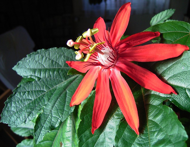 Perfumed Passionflower