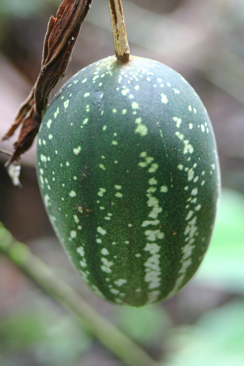 Perfumed Passionflower photo 5