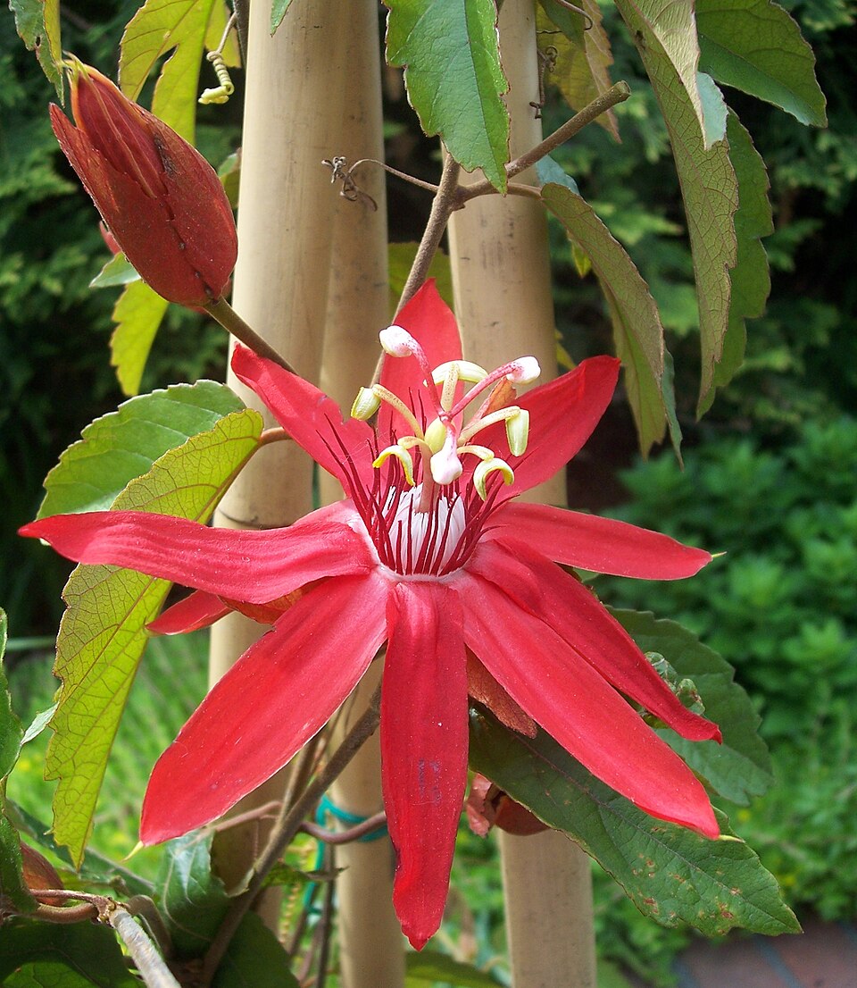 Perfumed Passionflower photo 7