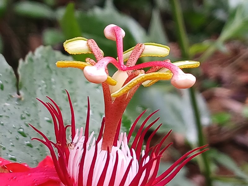 Perfumed Passionflower photo 8