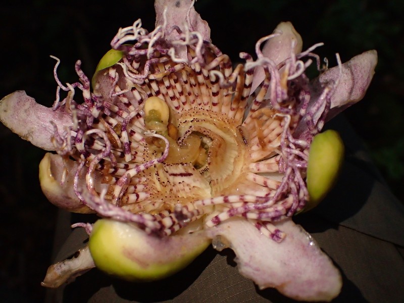 Passiflora yolandae